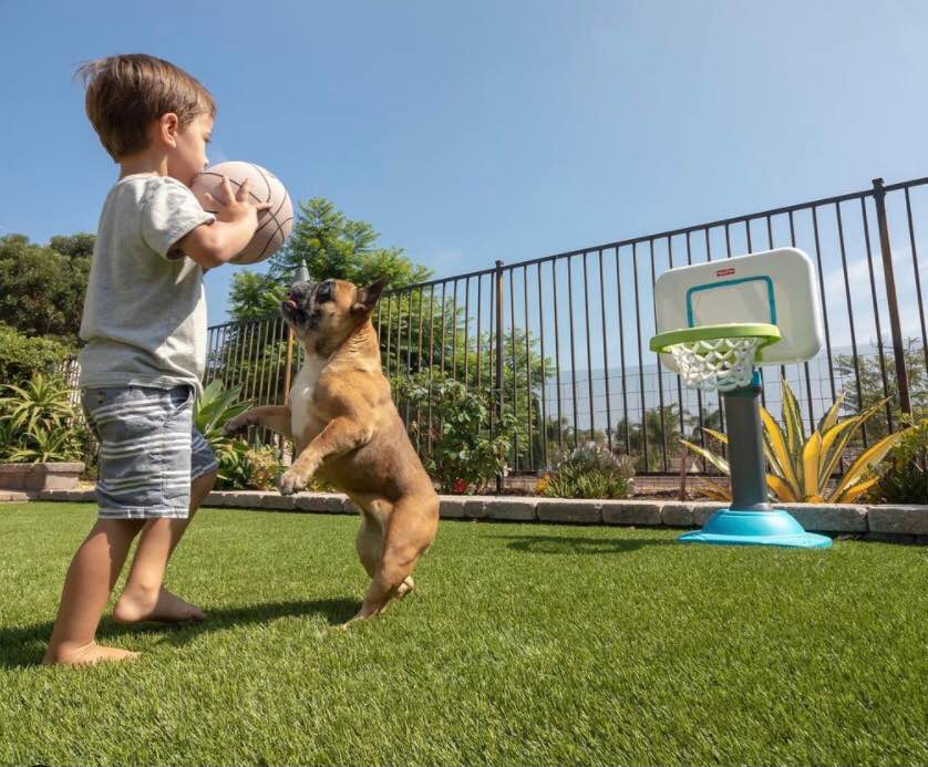 A young boy holding a basketball stands on pet turf near a small basketball hoop as a brown dog jumps up toward the ball. There are plants and a metal fence in the background under a clear blue sky.
