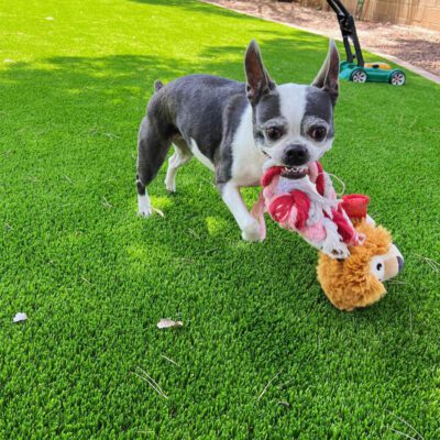 A small black and white dog stands on green pet turf, holding a plush toy in its mouth. There is a lawnmower and some trees in the background.