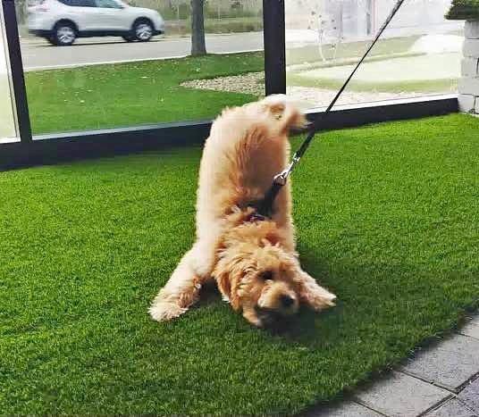 A fluffy tan dog on a leash playfully stretches on green Pet Turf, facing the camera with its front legs extended forward and rear in the air.