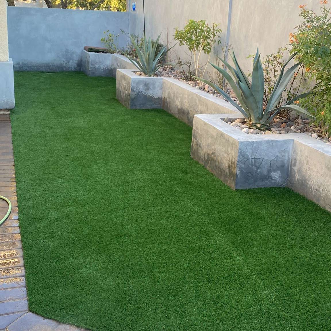 A backyard with green Artificial Grass of Casas Adobes, bordered by raised concrete planters filled with rocks, agave plants, and small bushes along a light-colored wall. A garden hose is visible on the left.